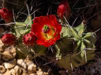 Kaktusblüte rot mit Knospen